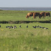 Waddenzee Nationaal Park 